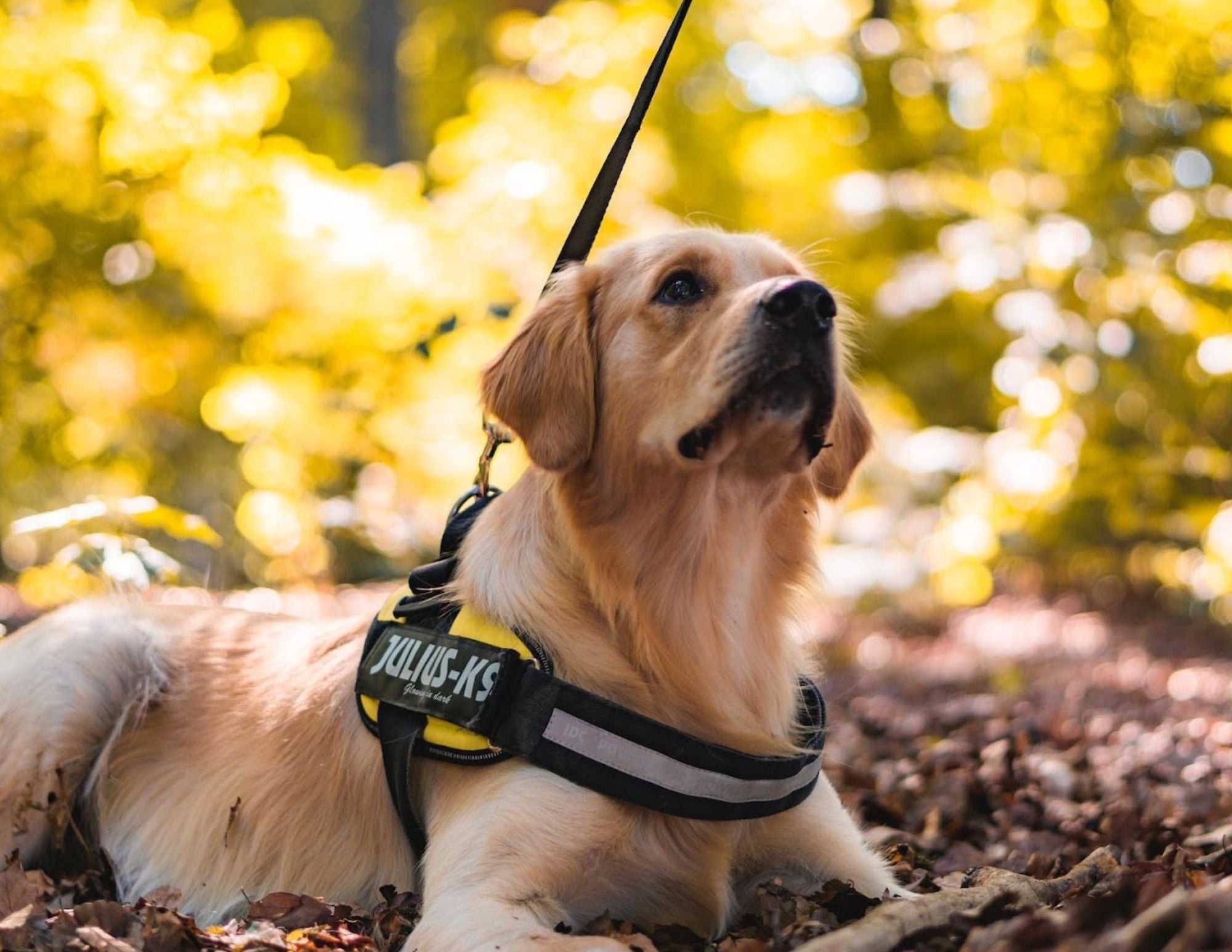 Bridging Barriers: How Service Dogs Transform Lives for People with Disabilities