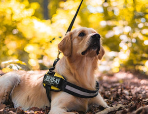 Bridging Barriers: How Service Dogs Transform Lives for People with Disabilities