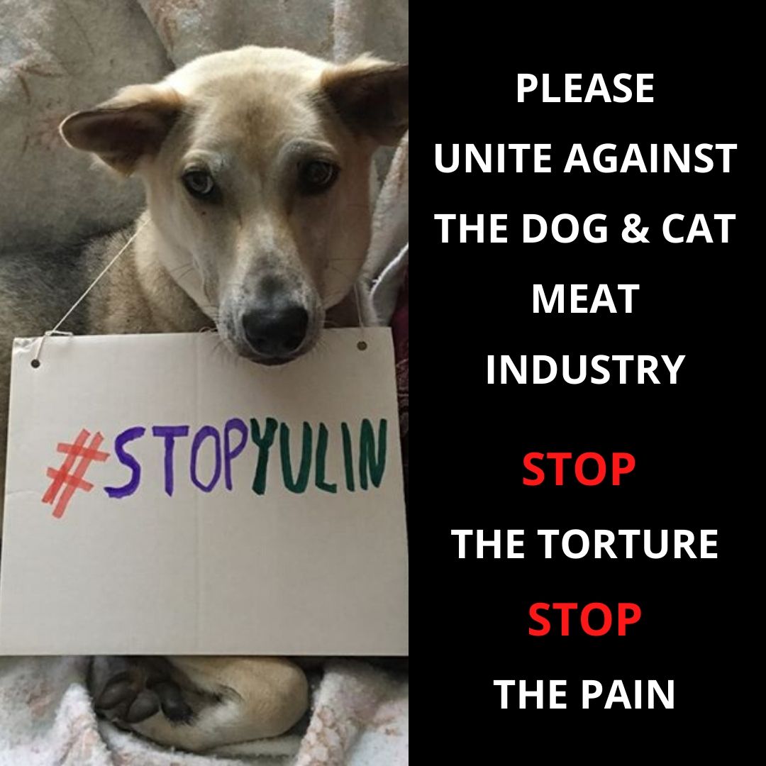 Stop Yulin- Social Media Posts